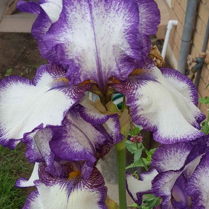 Purple and White Bearded Iris rizhome