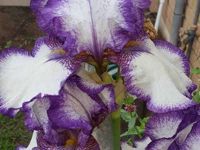Purple and White Bearded Iris rizhome