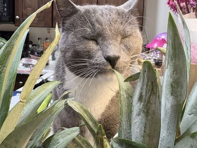 Beautiful green eyed boy.