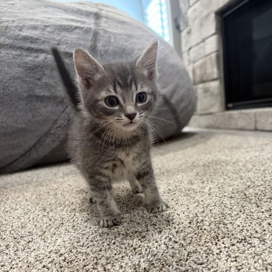 7 week old sweet kitten