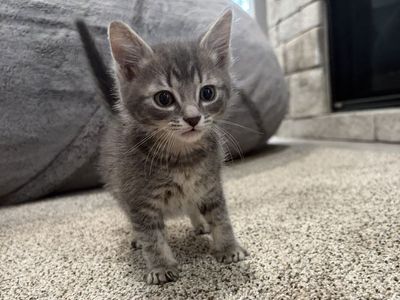 7 week old sweet kitten