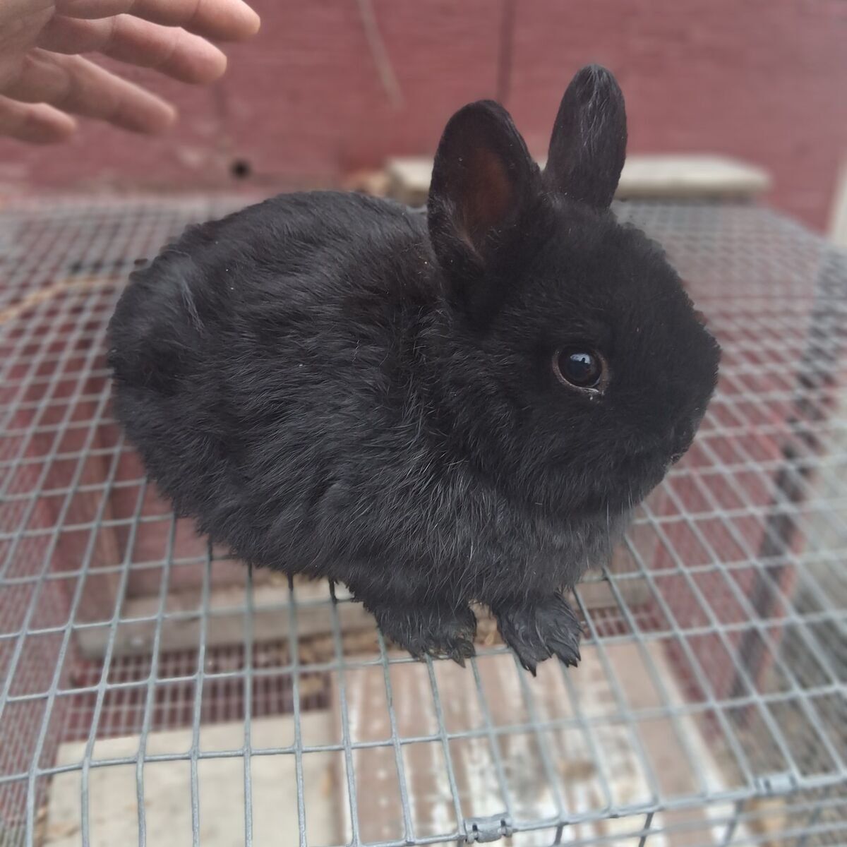 NETHERLAND DWARF BUNNIES 2 BUCKS