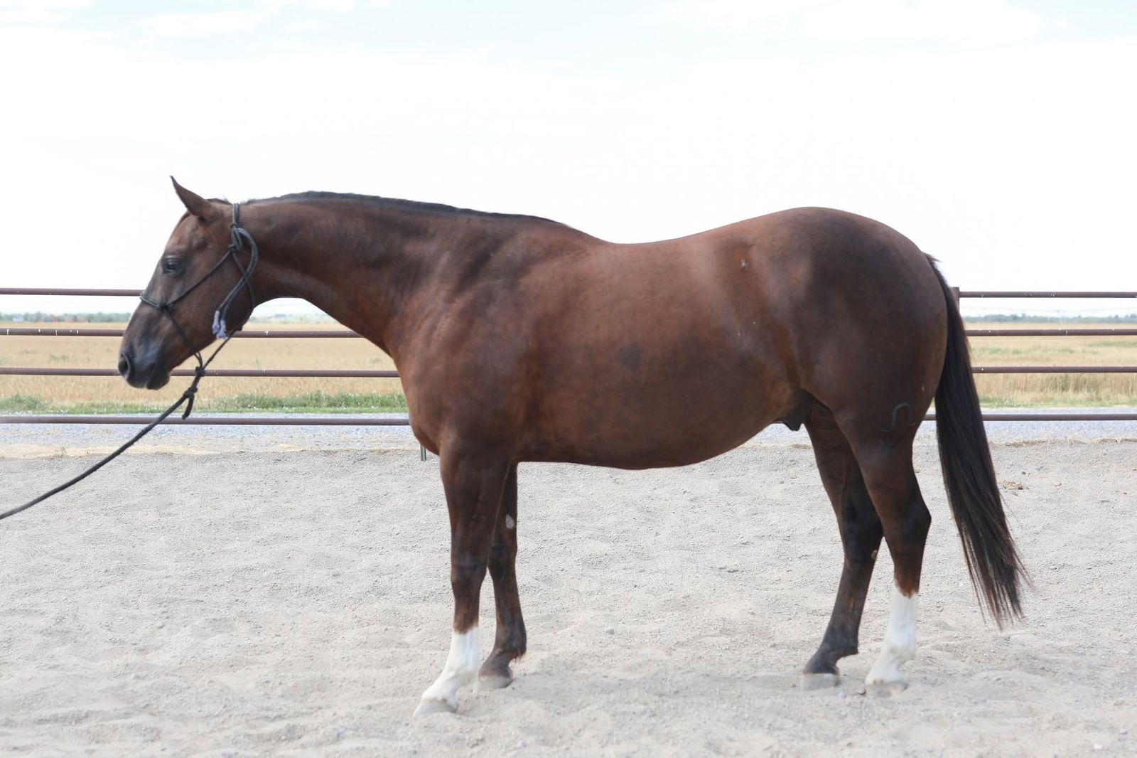 2020 AQHA Chestnut gelding