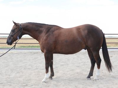 2020 AQHA Chestnut gelding