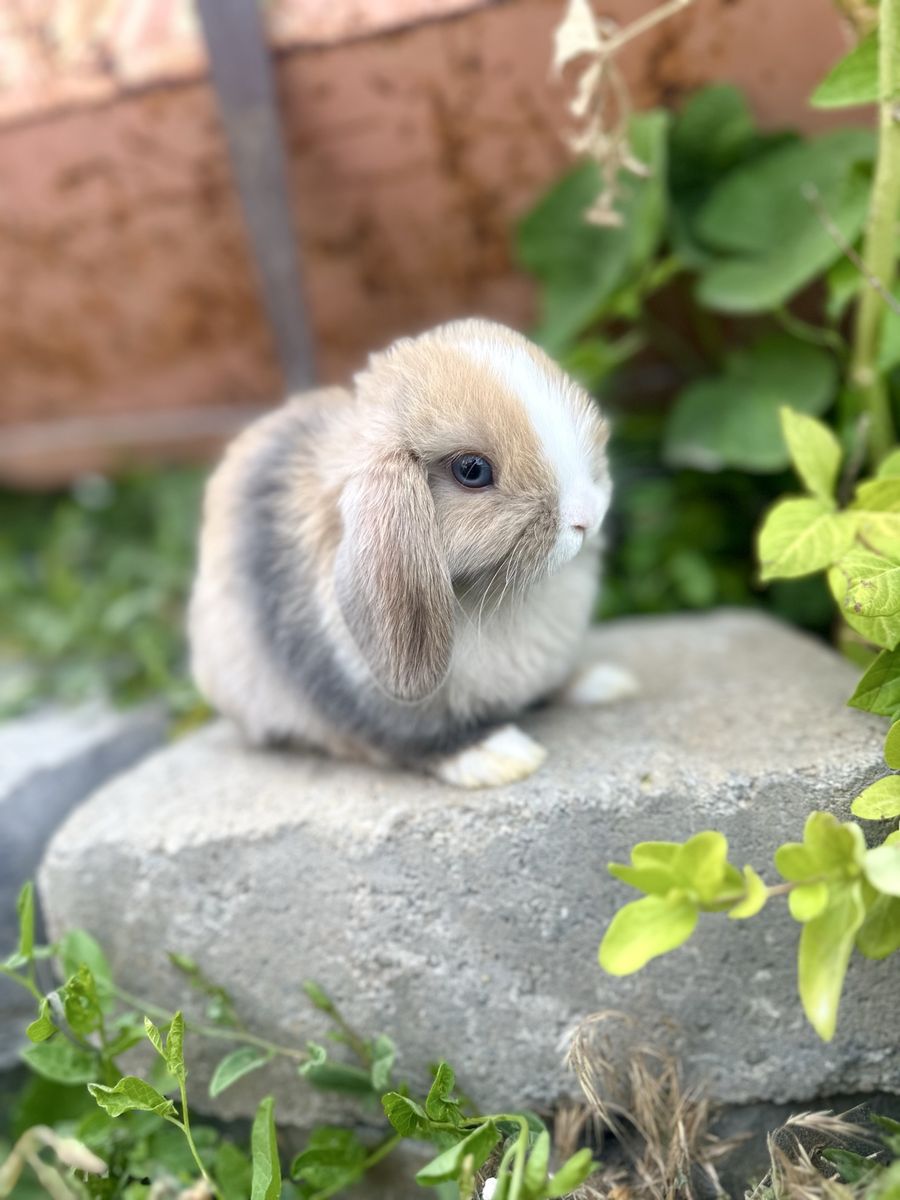 Blue Eyed Holland Lop Baby Bunnies