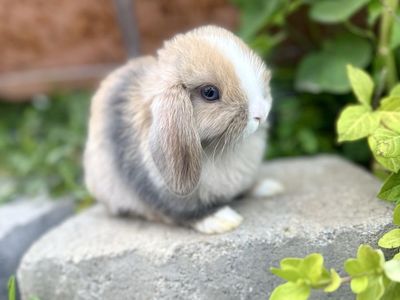 Blue Eyed Holland Lop Baby Bunnies