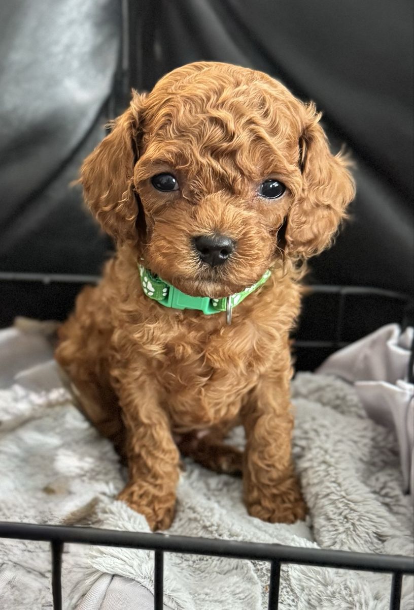 Mini Cavapoo Puppy