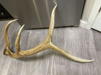 Massive Brown 5 Point Elk Shed 50 6/8” Beam!