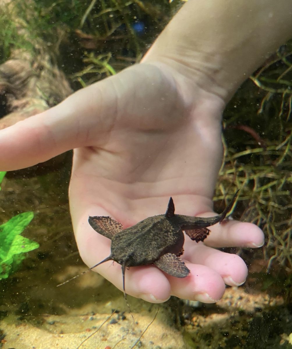 Live Talking Catfish Pet Fish Aquarium