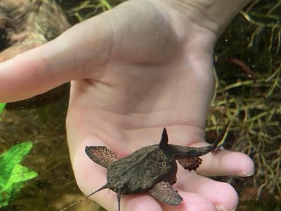 Live Talking Catfish Pet Fish Aquarium