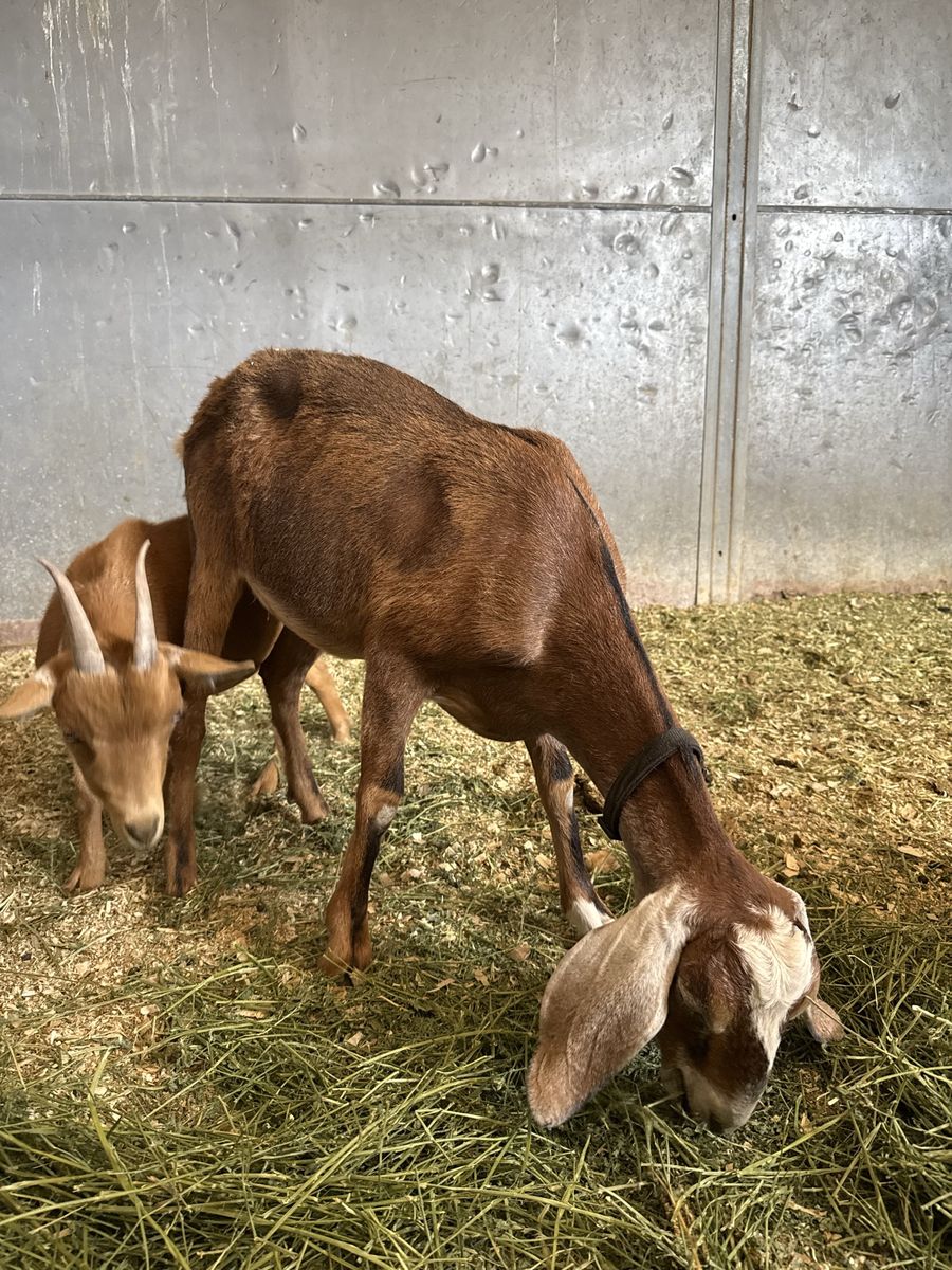 2 Nigerian dwarf goats 1 Nubian