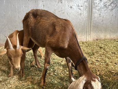 2 Nigerian dwarf goats 1 Nubian