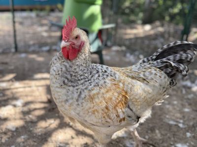 Marraduna Basque Rooster - 4 Months Old, Even Tempered & Friendly
