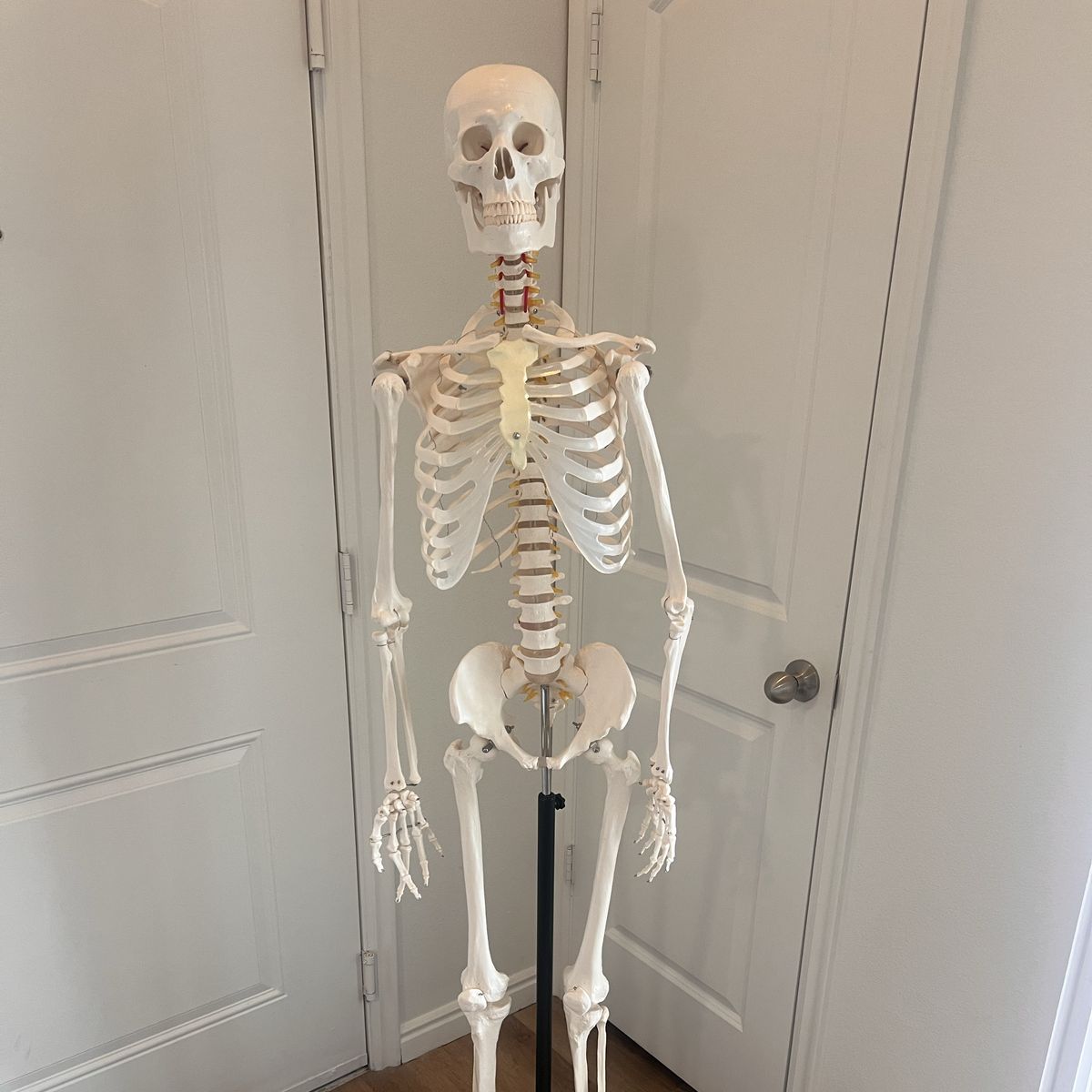 Human Skeleton Model
