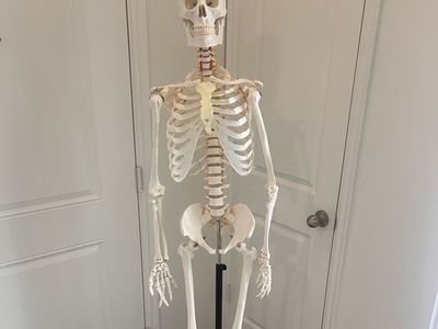 Human Skeleton Model