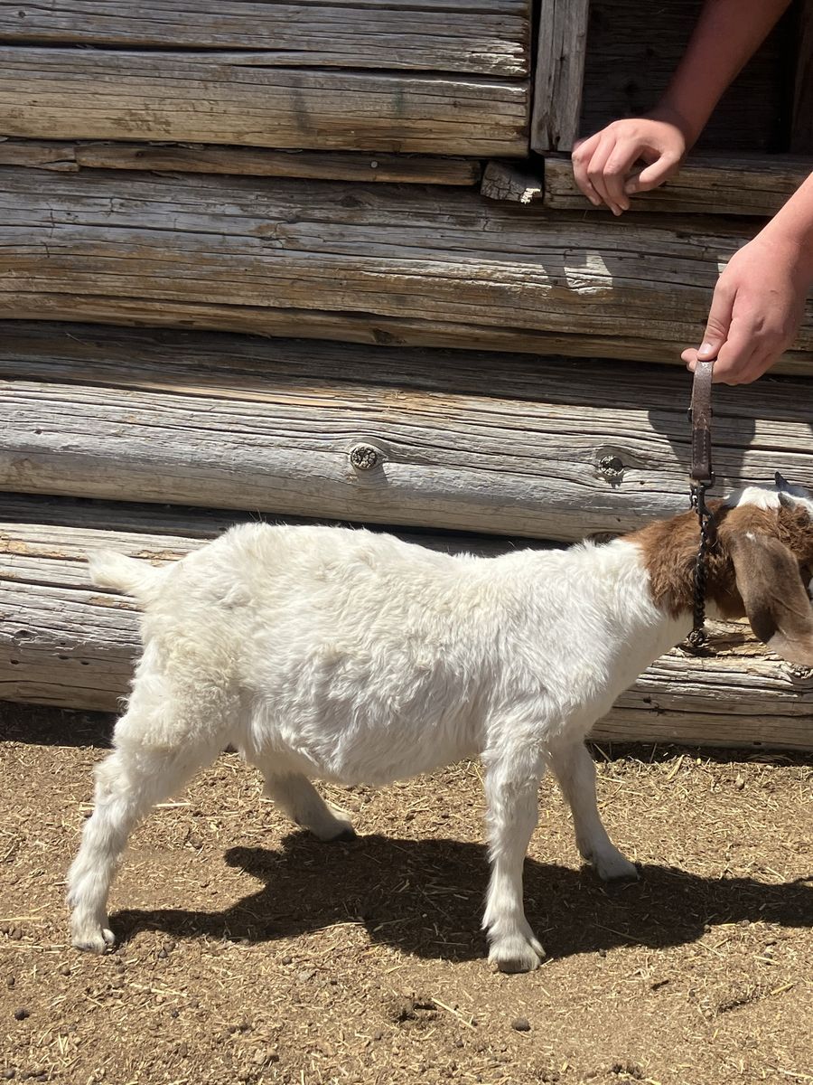 Boer doelings