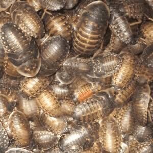 Dubia Roaches