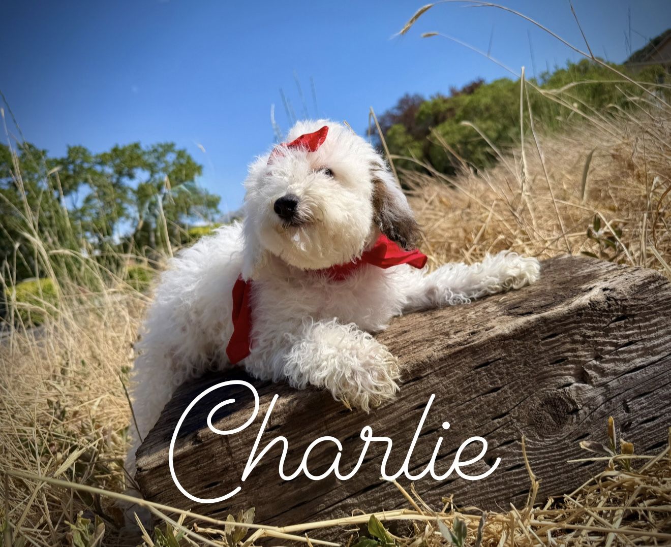AKC miniature poodle boy
