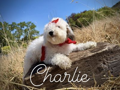 AKC miniature poodle boy