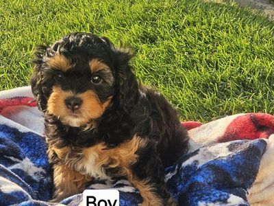 Cavapoo puppies