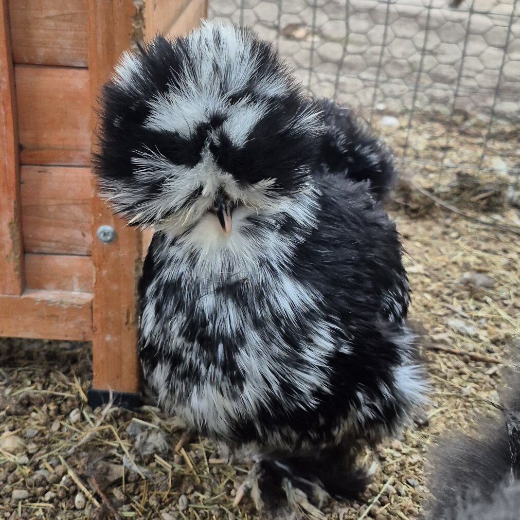 Waitlist ️ Silkie Chicks + Hatching Eggs