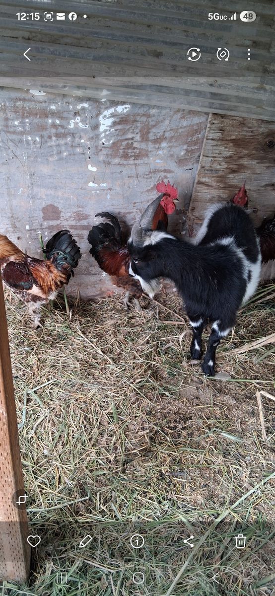 3 roosters