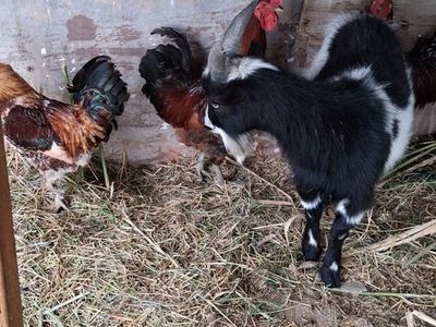 3 roosters