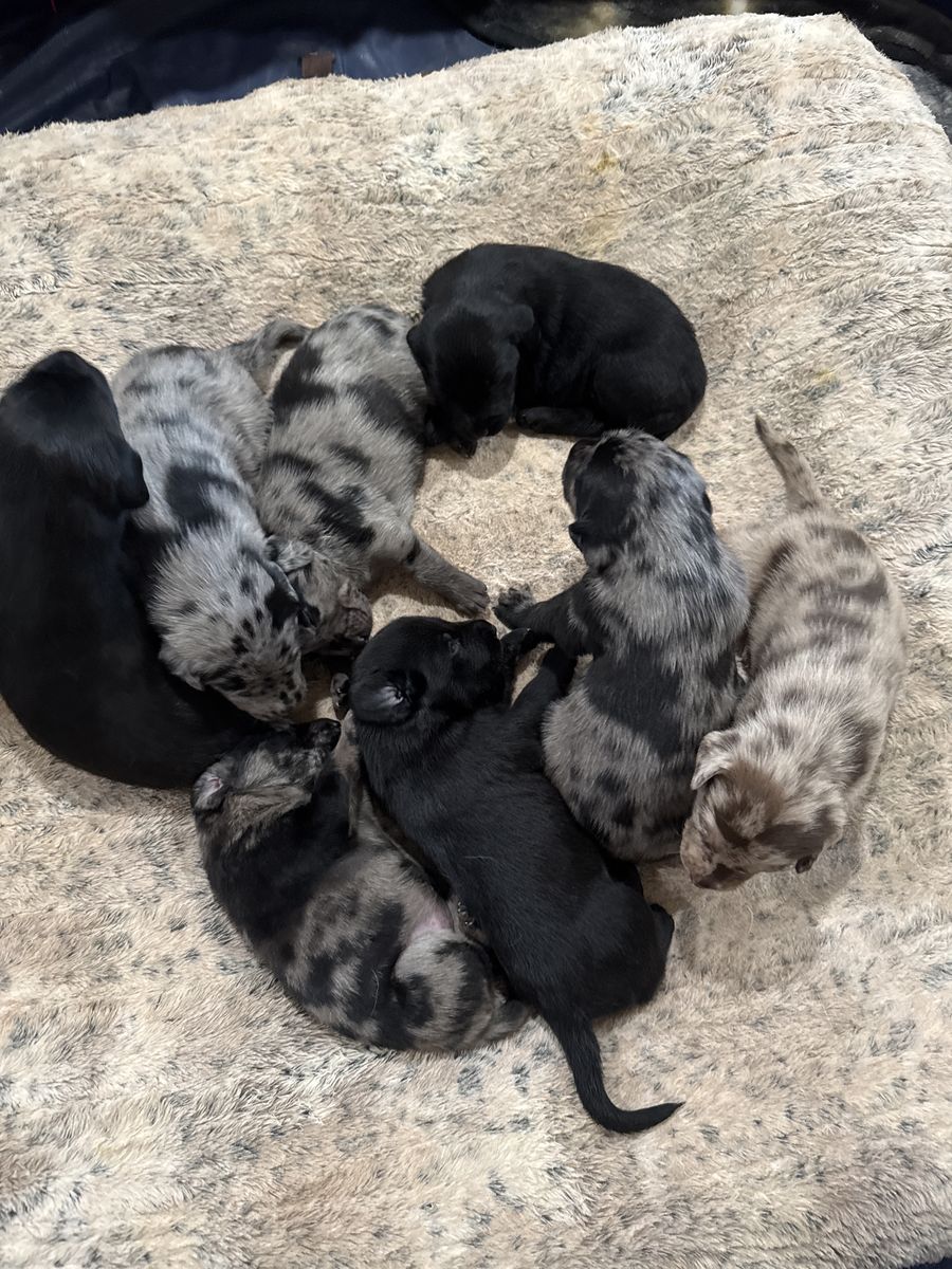 Catahoula Leopard/lab Dogs