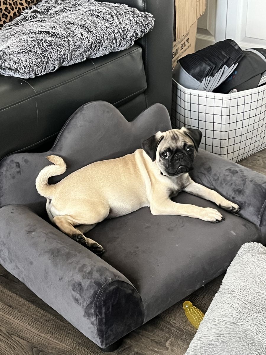 Adorable 4-Month-Old Male Pug for Sale