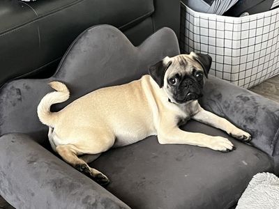 Adorable 4-Month-Old Male Pug for Sale