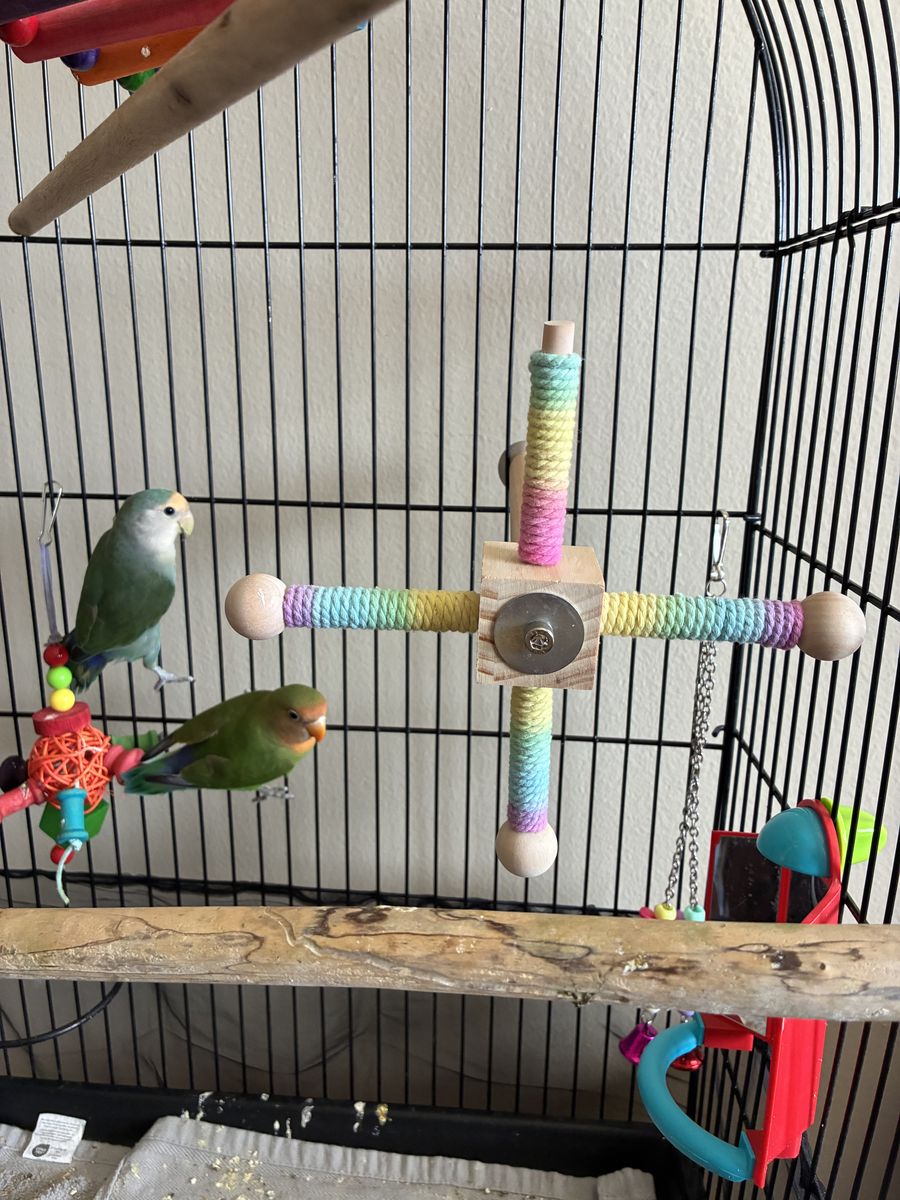 Bonded Pair Of Lovebirds Need To Go ASAP