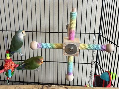 Bonded Pair Of Lovebirds Need To Go ASAP