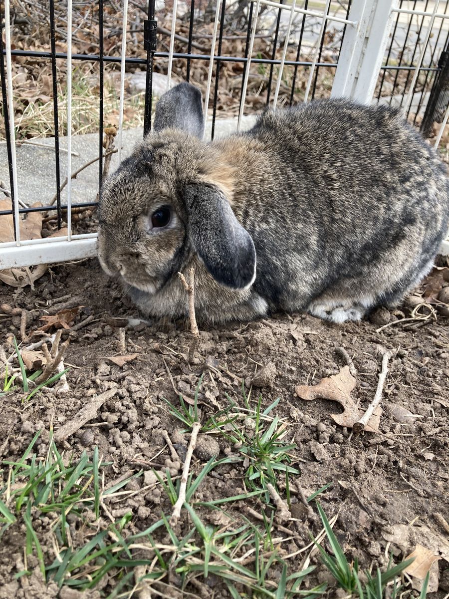 Cute female holland lop