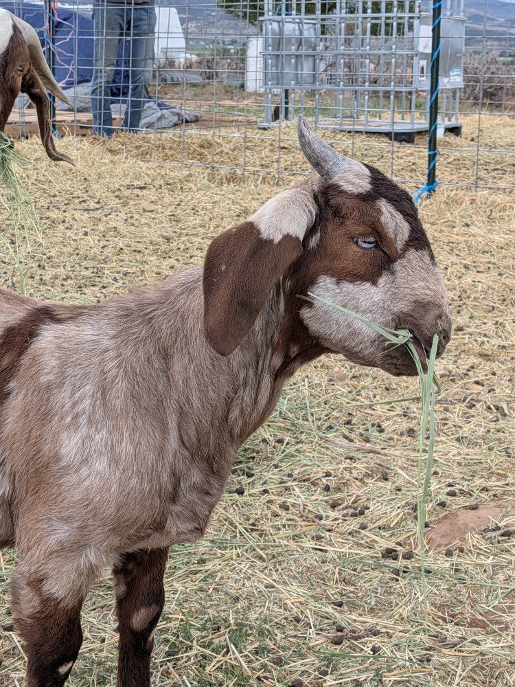 Dapple Boer x Nubian mix