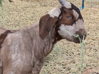 Dapple Boer x Nubian mix