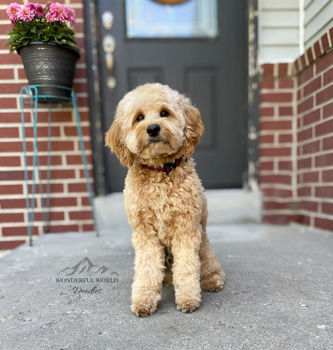 Multigen Cavapoo FF -/- TT CDDY clear