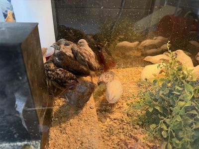 30 +\- Button Quail (Teenagers, almost full grown)