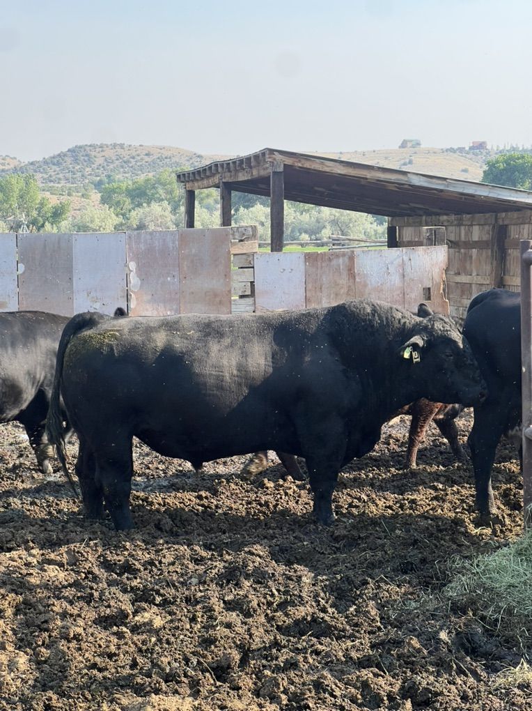 Simmental Bull