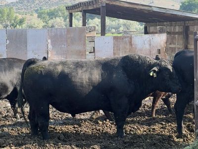 Simmental Bull