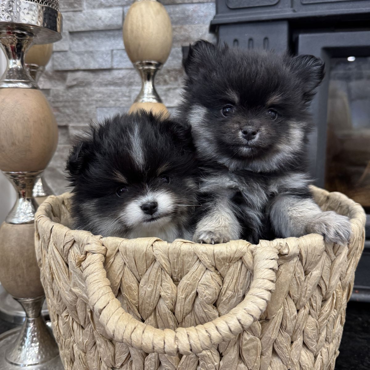 Mini Pomsky- Male