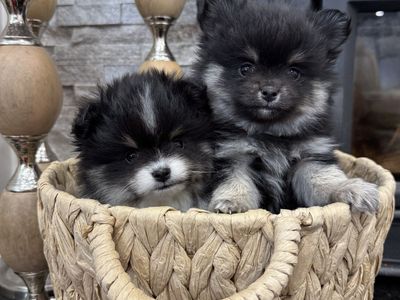 Mini Pomsky- Male