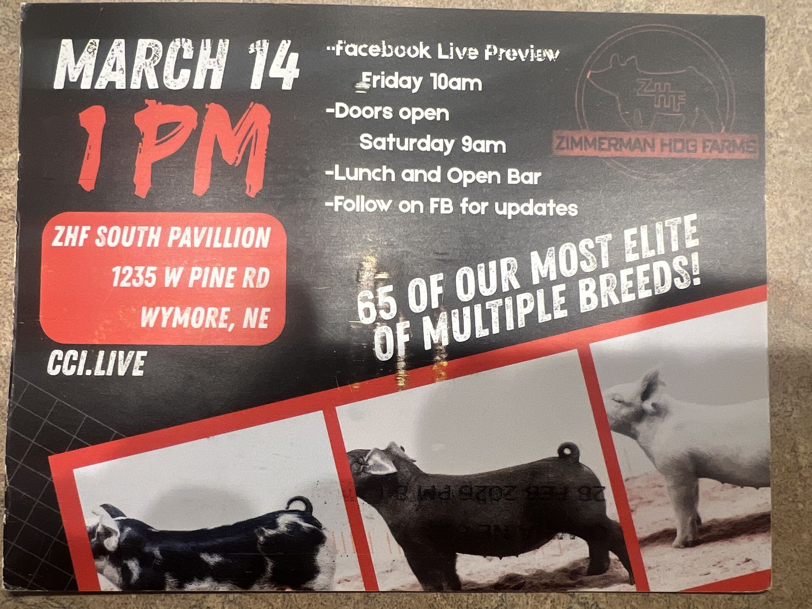 Show Pigs for the Summer and Fall Shows