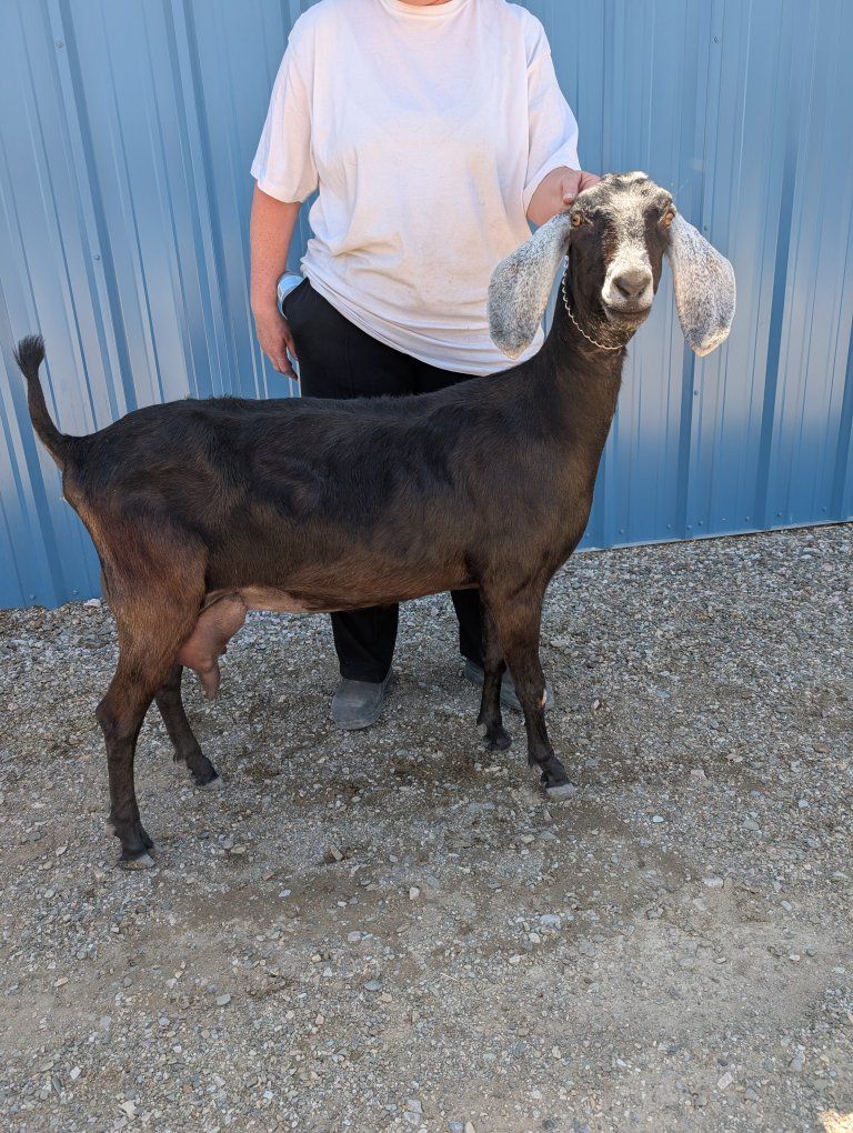 ADGA American Nubian Milker for sale