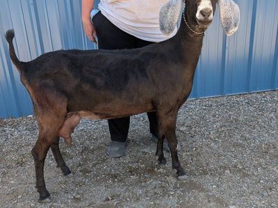 ADGA American Nubian Milker for sale