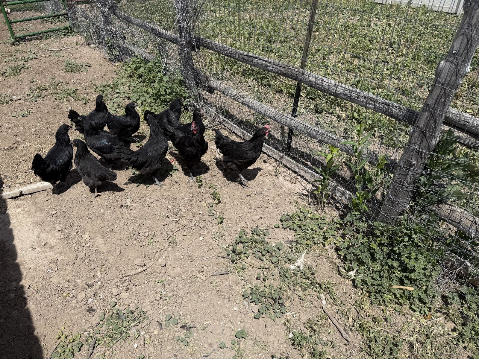 Two roosters