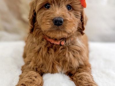 F1 Mini Goldendoodles Ready To Go Home Today