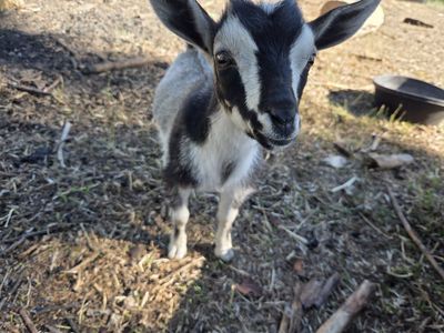 Nigerian Dwarf Goat Does