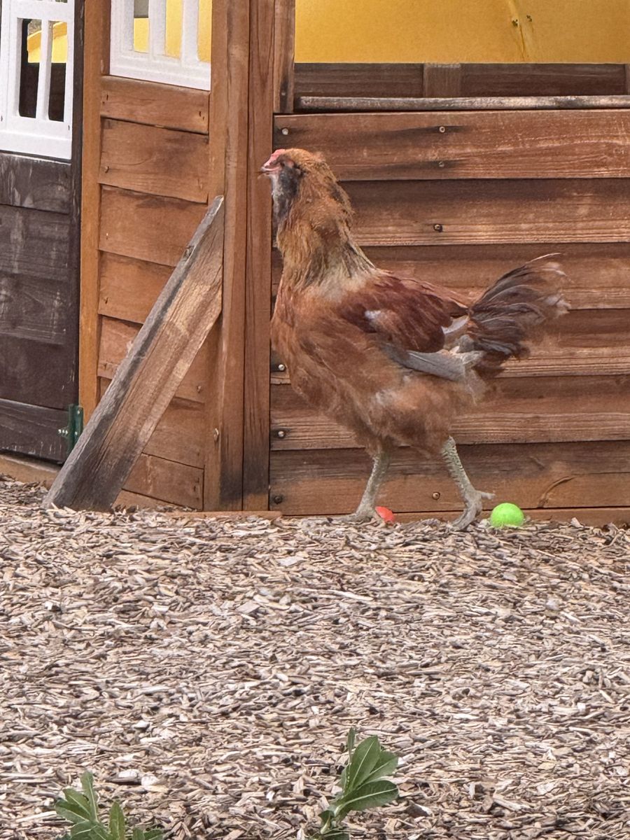 Chicken (Americauna Mix) - FREE Young rooster