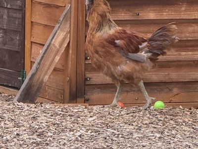 Chicken (Americauna Mix) - FREE Young rooster