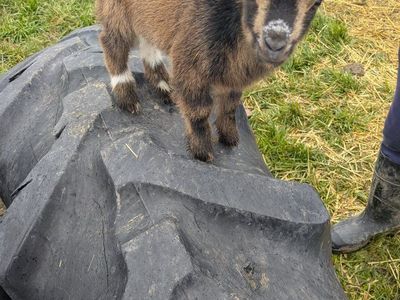 Female Baby Goat for Sale!